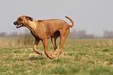 RODESIAN RIDGEBACK 147